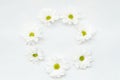 Daisy wreath white herbera flower circle floral