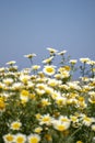 Daisy Yellow daffodils flower bed.nature background Royalty Free Stock Photo