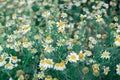 Daisy Yellow daffodils flower bed.nature background Royalty Free Stock Photo