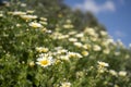 Daisy Yellow daffodils flower bed.nature background Royalty Free Stock Photo