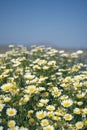 Daisy Yellow daffodils flower bed.nature background Royalty Free Stock Photo