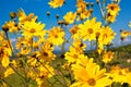 Daisy yellow flowers Royalty Free Stock Photo