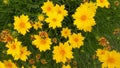 Daisy Yellow flowers in green Royalty Free Stock Photo