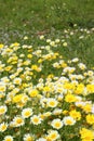 Daisy yellow flowers green nature Royalty Free Stock Photo