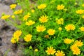 Daisy yellow flowers Royalty Free Stock Photo