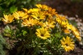 Osteospermum yellow Royalty Free Stock Photo