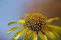 Daisy, center of a flowerhead Royalty Free Stock Photo