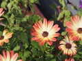 Daisybush, African Daisy - Osteospermum Royalty Free Stock Photo