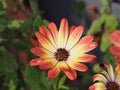 Daisybush, African Daisy - Osteospermum Royalty Free Stock Photo