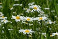 Daisyfield Royalty Free Stock Photo