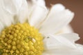 DaisyFlower close up 2019 Royalty Free Stock Photo