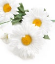 Daisys Royalty Free Stock Photo