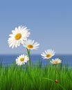 Daisys against background . Royalty Free Stock Photo
