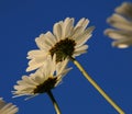 Daisys and blue summer sky Royalty Free Stock Photo