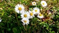 Daisys Royalty Free Stock Photo