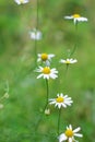 Daisys in the forest Royalty Free Stock Photo