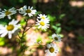 Daisys Royalty Free Stock Photo