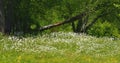 Daisys in mountains Royalty Free Stock Photo