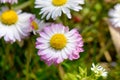 Daisys in the spring close-up.Flowers - Nature Royalty Free Stock Photo
