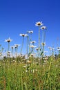 Daisywheels on field Royalty Free Stock Photo