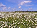 Daisywheels on field Royalty Free Stock Photo