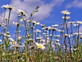 Daisywheels on field Royalty Free Stock Photo