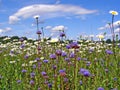 Daisywheels on field