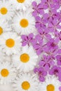 Daisywheels and violet flower Royalty Free Stock Photo