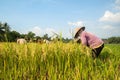 Farmers harvesting rice