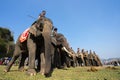 Dak Lak , Vietnam - March 12, 2017 : Elephants stand in line before the race at racing festival by Lak lake in Dak Lak, center hig