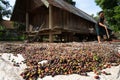 Dak Lak, Vietnam - Oct 22, 2016: Coffee beans drying in the sun on yard of house in village by Lak lake