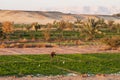 Dakhla, Egypt - December 25, 2006: Working on the fields at Dahla oasis, Egypt. Royalty Free Stock Photo
