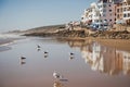 Dakhla, MOROCCO - JANUARY 18, 2020: a brown seagull in front of the ocean with houses in the background