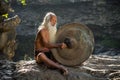 Daklak, Vietnam - Mar 9, 2017: Portrait of minority man in traditional dress knocking a copper gong in forest in Buon Me Thuot