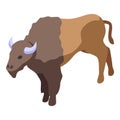 Dakota buffalo icon isometric vector. American bison