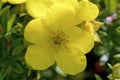 Dakota Sunspot Potentilla 817021