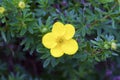 Dakota Sunspot Potentilla 846499