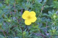 Dakota Sunspot Potentilla 845676