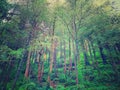 Dal lake below the hills in dharmshala himachal,trees on hillpradesh Royalty Free Stock Photo