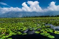 Dal Lake Water Lilly with Clouds Royalty Free Stock Photo