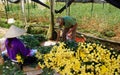 Success flower harvest of Vietnamese farmer for vi Royalty Free Stock Photo