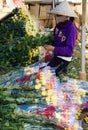 Success flower harvest of Vietnamese farmer for vi Royalty Free Stock Photo