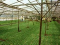 Farmer water the plants for nurseling at green-hou Royalty Free Stock Photo