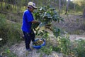 Dalat, Vietnam - December 20, 2015 - Farmer with a basket harvesting red coffee been