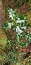 Dalbeattie Forest Kirkcudbrightshire flora fauna and rock formations