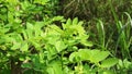 Dalbergia latifolia also known as sonokeling, sanakeling, rosewood with a natural background.