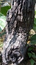 Dalbergia sissoo or Indian rosewood tree,bark texture.