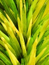 Dale Chihuly Green Yellow Glass Reeds Pattern Texture Shapes