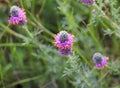 Dalea purpurea purple prairie clover wildflower