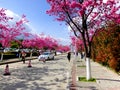 Dali University cherry blossoms